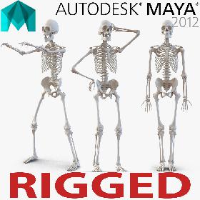 Human Male Skeleton Rigged for Maya
